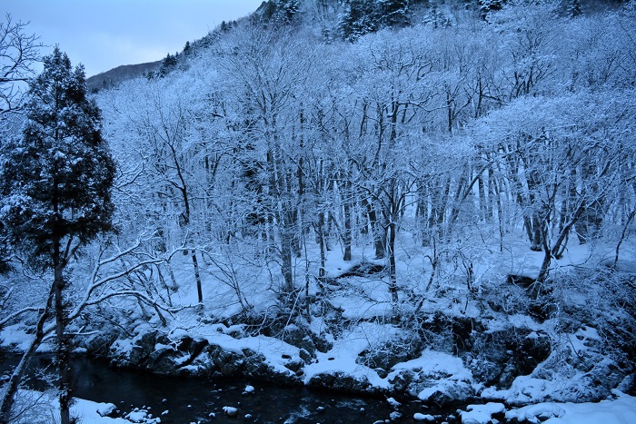 朝食の準備中に、霧氷の雪景色に染まる真冬の桧枝岐川渓谷を見つめて（２０２４年２月２６日）。