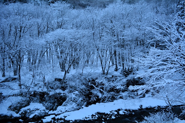 積雪は少ない冬ですが、久しぶりの霧氷の冬の光景が見られた朝でした（２０２４年２月２６日）。