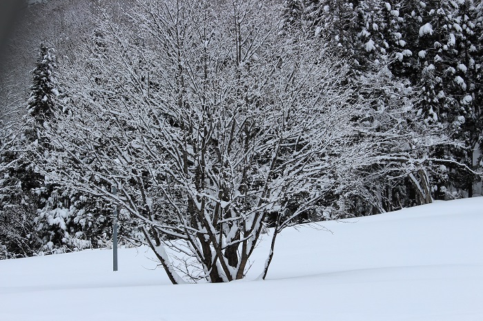 前日に降った湿り気の多い雪により、この日の朝は、霧氷の景観が本当に美しい朝でした（２０２４年３月６日）。