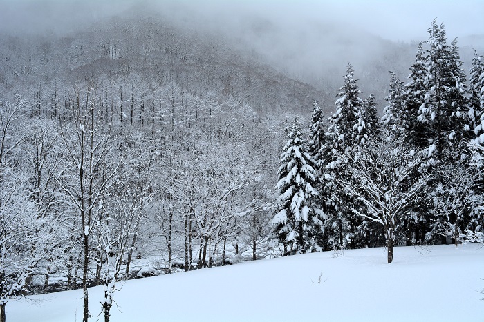 下畑地区の羽毛山と檜枝岐川の霧氷の光景です（２０２４年３月６日）。