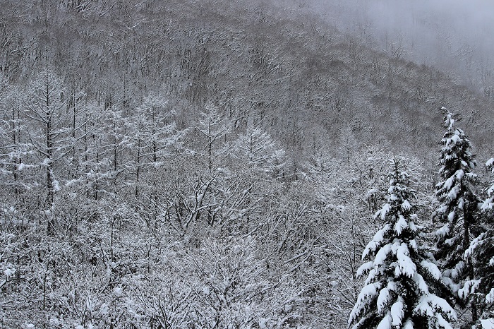 羽毛山（標高１３４７．６ｍ）は、冬季雪景色が本当に美しく見られる山です（２０２４年３月６日）。