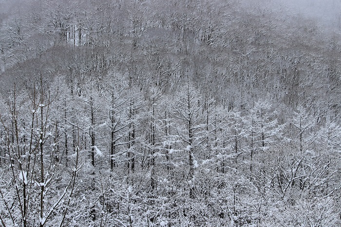 この日の朝も羽毛山（標高１３４７．６ｍ）の雪景色は本当に美しい光景でした（２０２４年３月６日）。