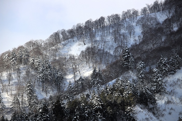 名峰・三ツ岩岳へとつながる尾根の雪景色も、特別に豪雪の場所なので、様々な美しい雪景色に出会います（２０２４年３月７日）。
