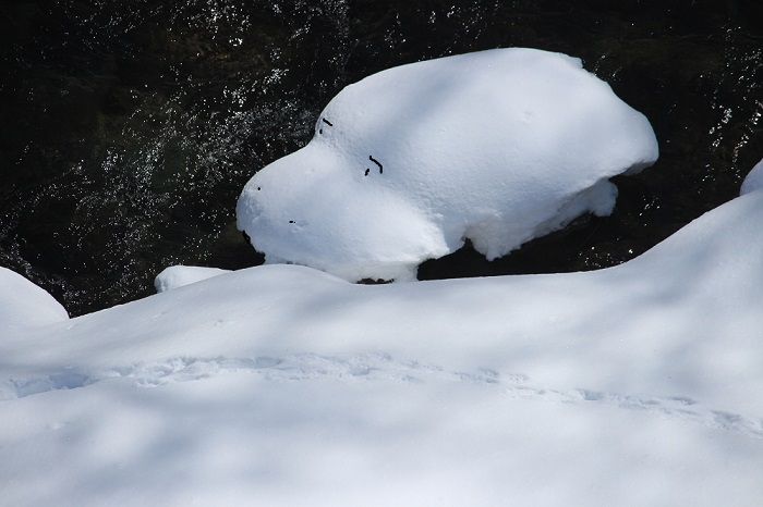 檜枝岐川渓谷の白銀の雪景色の中では、動物の足跡があちこちで見られます（２０２４年３月１１日）。