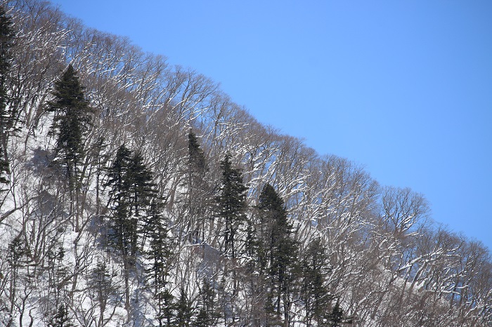 雪下ろし作業の合間に、会津駒ケ岳（標高２１３２．４ｍ）へと連なる尾根の急斜面を望んで（２０２４年３月１１日）。