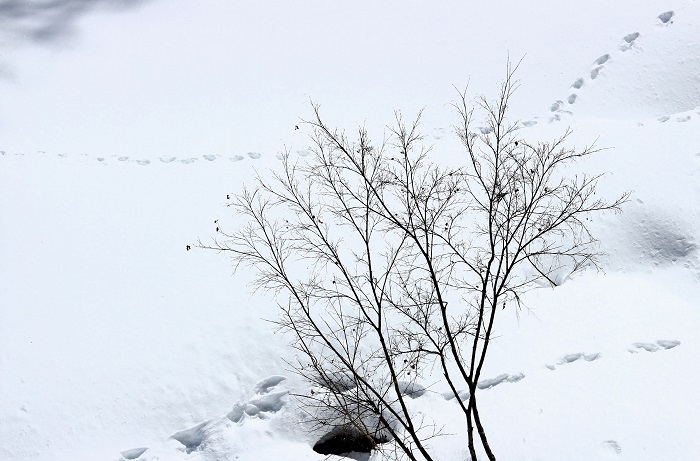 冬のモミジと雪景色と動物の足跡を見つめて（２０２４年３月１１日）。