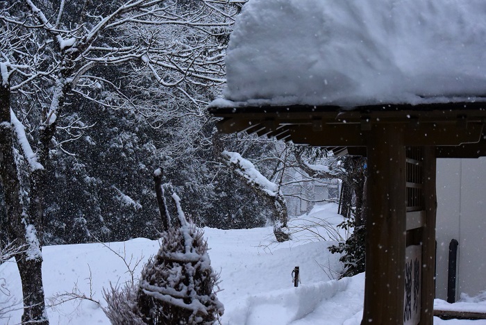 風雪の中でも、けっこう日中綺麗な雪景色が見られた日もありました。サワグルミとドウダンツツジの冬囲いと杉の木の雪景色を見つめて（２０２４年３月１２日）。