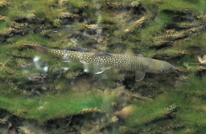 待望の春の訪れの中、ミニ尾瀬公園の清流の流れの中に、岩魚の姿を見つめて。檜枝岐川本流や各支流では４月１日から渓流釣りが解禁となっておりますね（２０２４年４月６日）。