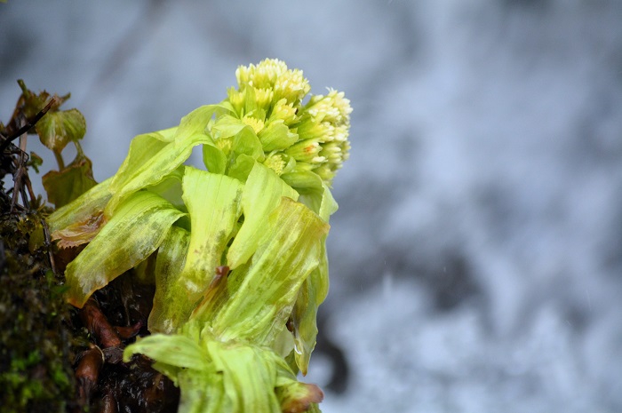 豪雪地帯のおいて、雪解けとともに始まってゆく各種山菜の中でも、このマグサブロー(フキノトウ）の姿ほど眩しく光輝き、待ち望まれている山菜はないように思います（２０２４年４月６日）。