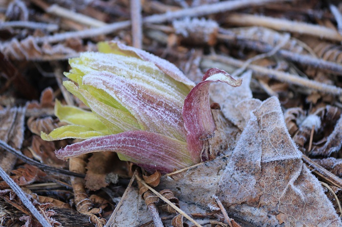 芽を出したフキノトウも凍える寒さでした（２０２４年４月１１日）。
