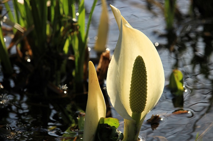 朝日を浴びる水芭蕉。今年も、美しく可憐な花々の季節の始まりです（２０２４年４月１５日）。