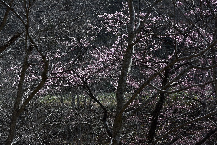 新緑の芽吹きの始まりとともに、深山の檜枝岐村にもようやく桜の姿を見る事のできる季節がやってきたのが、この頃４月２０日過ぎでした（２０２４年４月２２日）。