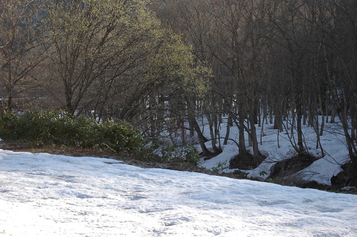 まだまだ多くの残雪の光景が見られる中、一番早く新緑の先駆けを彩るのがヤナギの木です（２０２５年４月１５日）。