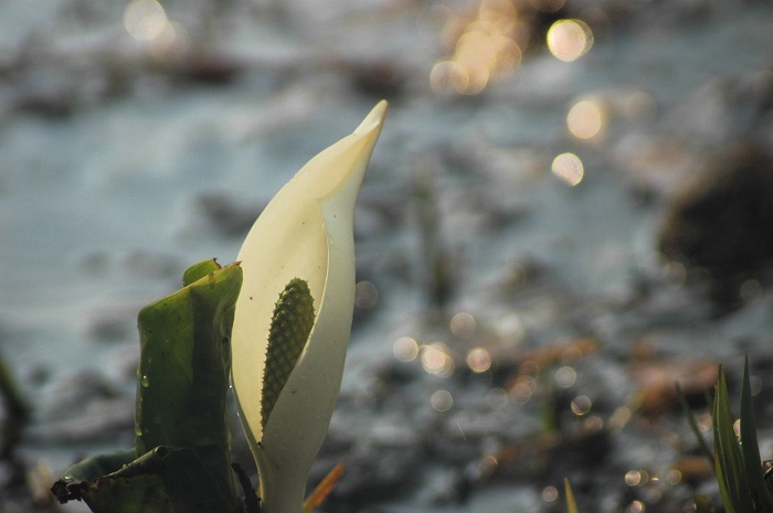 小さくかわいい水芭蕉、始まりの頃。雪も水も春の日差しと陽気も含めて、いかに自然というものが素晴らしいかを水芭蕉が教えてくれています（２０２５年４月２１日）。