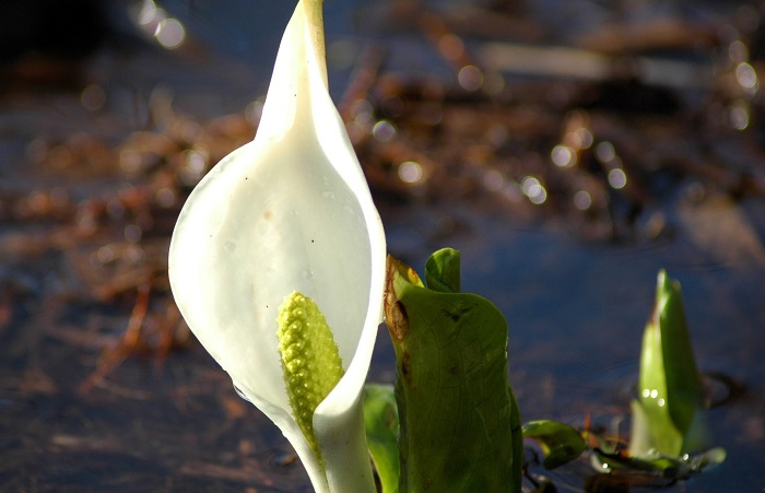 こちらも始まったばかりの水芭蕉です。大きく成長する水芭蕉ですが、小さい頃はどの水芭蕉も本当にかわいいです（２０２５年４月２１日）。