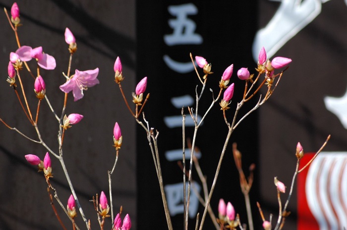 尾瀬野の看板のヤシオツツジも開花が始まってきた頃でした（２０２５年４月２１日）。