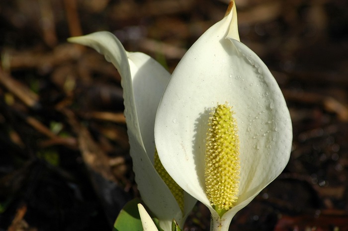 丸みを帯びた水芭蕉。かわいらしさ満点です（２０２５年４月２１日）。