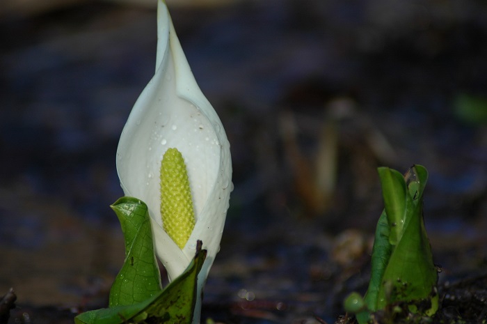 真っ白な春の姿を魅せる水芭蕉。小さい姿ですが、特別豪雪地帯・檜枝岐村の春の象徴です（２０２５年４月２１日）。