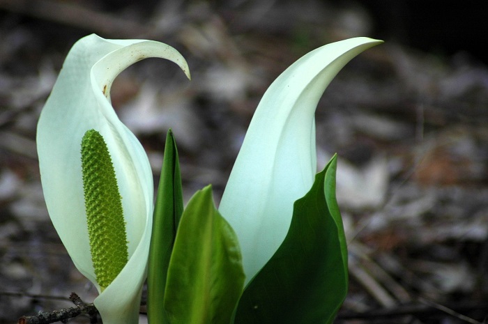 待望の水芭蕉の季節始まった、ミニ尾瀬公園にて（２０２５年４月２６日）。