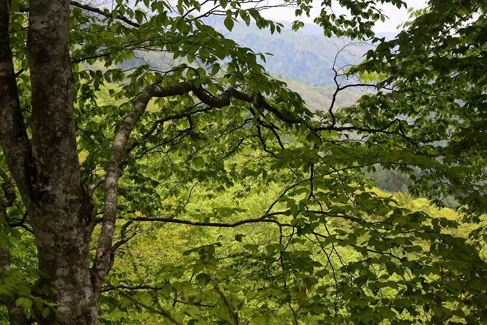 新緑真っ盛りのブナの原生林より、遠くに春の山々を望んで（２０２５年５月１４日）。