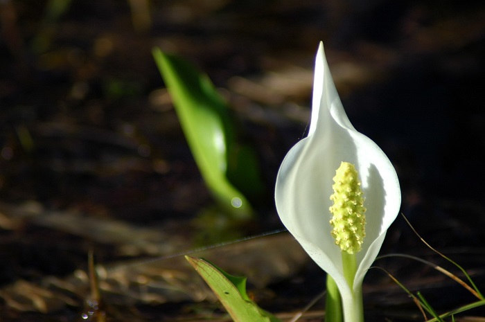 水芭蕉の微笑は本当に美しいものです（２０２５年６月５日）。