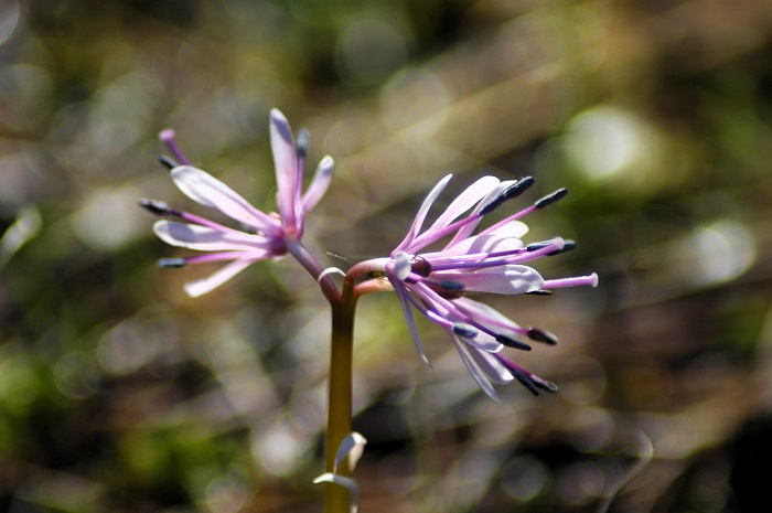 ショウジョウバカマも早くから見られる花々ですね（２０２５年６月５日）。