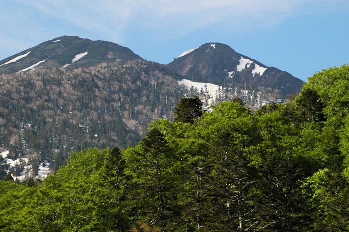小沢平樹海ラインより残雪の燧ケ岳（標高２３５６ｍ）と新緑の原生林を望んで（２０２５年６月５日）。