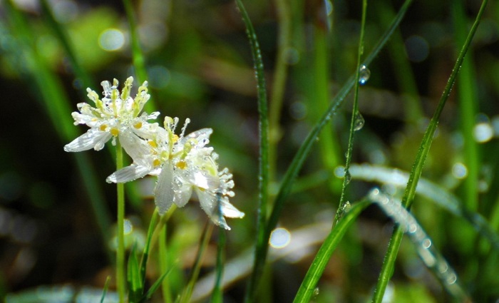 湿原の他に、針葉樹林帯でも見られるミツバオウレンですが、本当に美しい花であり、高山植物です（２０２５年６月１６日）。