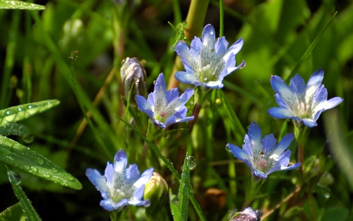 「花の楽園・尾瀬」の始まりの季節に、タテヤマリンドウの姿は欠かせません（２０２５年６月１６日）。

