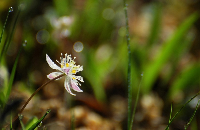 次から次へと移り行く尾瀬国立公園の季節の花々。季節の移り変わりの速さとともに、花々の移り変わってゆく光景も本当に早いものです（２０２５年６月１６日）。