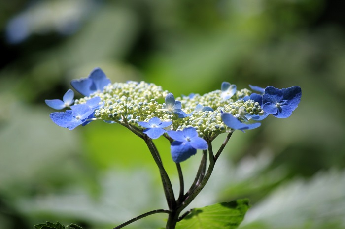 山アジサイの花々が始まりの時期を迎え始めたことに、夏・７月の季節が訪れたことを感じる日々でした（２０２５年７月１１日）。