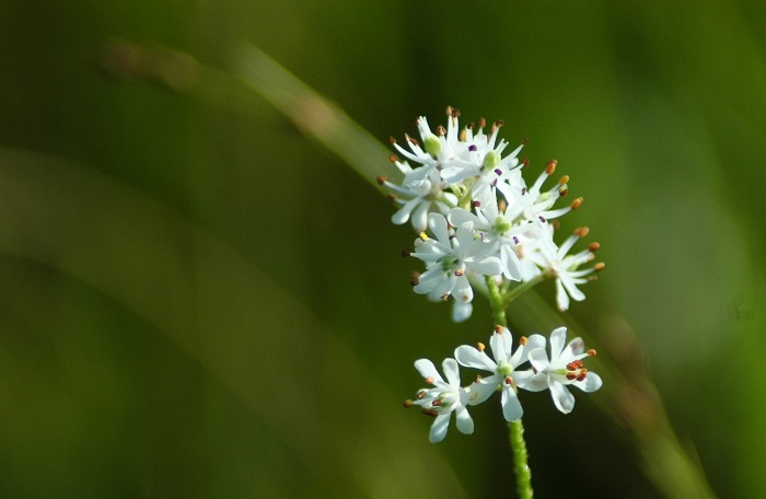 この日、秋の始まりの花々の象徴でもある、イワショウブの姿かとても綺麗でした（２０２５年８月１７日）。