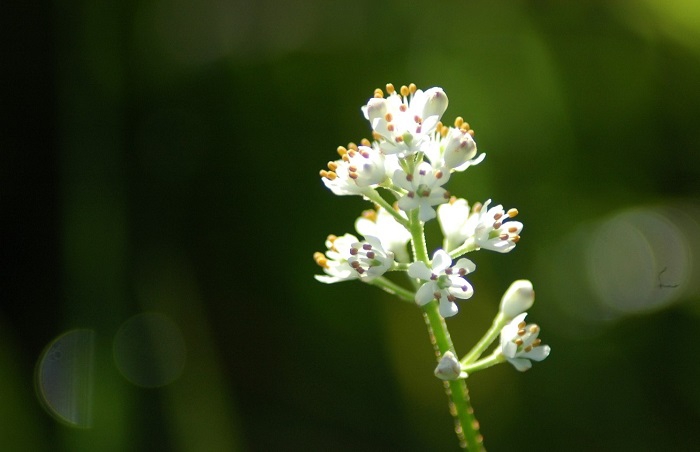 イワショウブの花の始まりの、かわいい光景です（２０２５年８月１７日）。