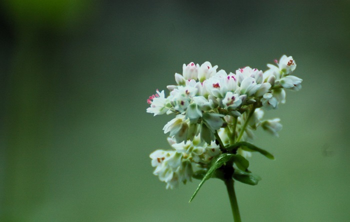 キンコウカの美しい花々が終盤を迎えている頃、檜枝岐村では蕎麦の花々が可憐な姿を魅せ始めていました（２０２５年８月２２日）。