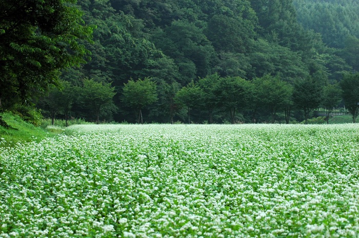 蕎麦の花に彩られた蕎麦畑の姿は、山村の夏から秋への美しい季節の流れの光景です（２０２５年８月２２日）。