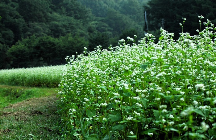 檜枝岐村・ヨナゴ地区の蕎麦畑です。昔は、本当にあちこちの開墾地の蕎麦畑で蕎麦の花の姿が見られていました（２０２５年８月２２日）。