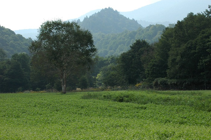 小沢平の蕎麦畑はまだ花が満開にはなっておりませんでした（２０２５年８月２２日）。