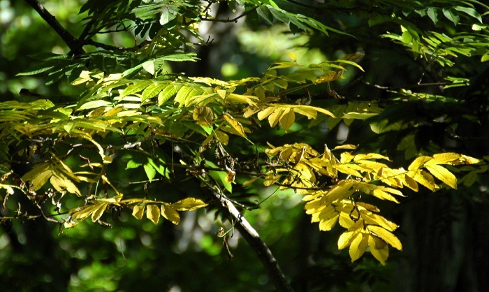 サワグルミの葉が、紅葉の季節に向かって色づき始める姿からは、季節の流れの速さが感じられます（２０２５年９月１日）。