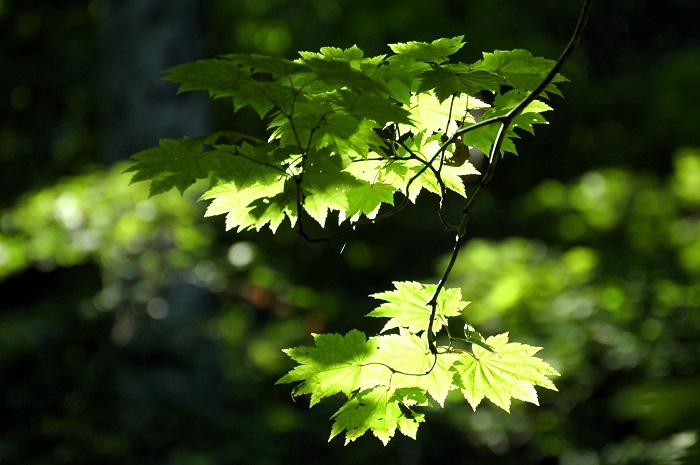 夏のモミジの姿も、輝きがありますが、これから、秋の紅葉の色へと移り変わってゆく、初秋の日々のモミジの移り変わりも見ごたえがあります（２０２５年９月１日）。

