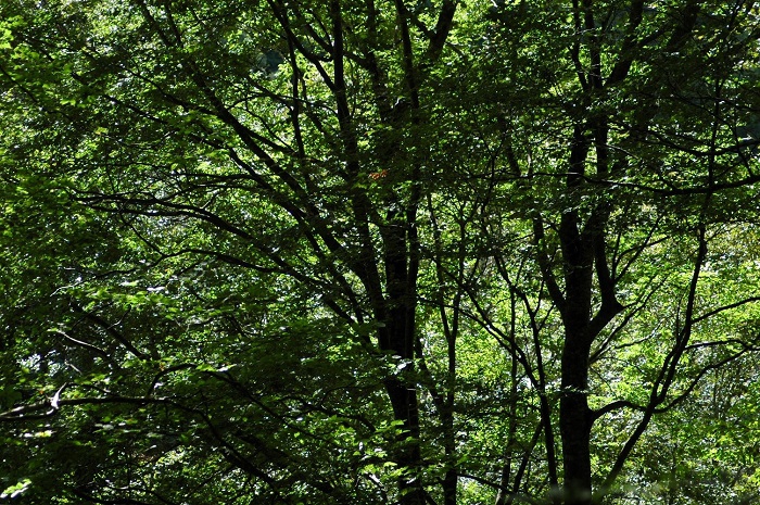 鮮やかな緑の輝きを見せていたブナの原生林。小沢平ブナ樹海ラインでは美しいブナの原生林の輝きをよく見ます(2025年9月15日)。