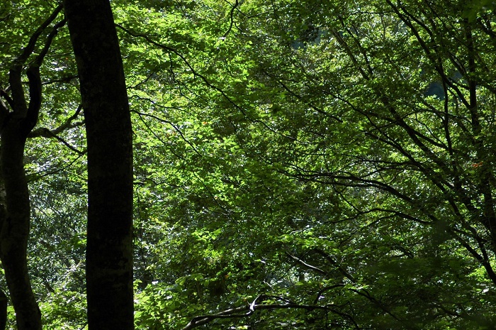 ブナの原生林の太陽光での輝く姿は、本当に綺麗です(2025年9月15日)。