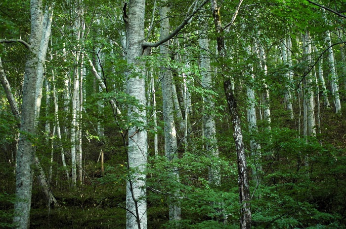 白樺ではありません。ブナの原生林内の様子です(2025年9月16日)。