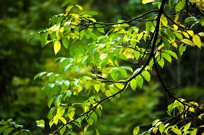 ようやく紅葉の姿を目にし始めたのがこの頃でした(2025年9月20日)。