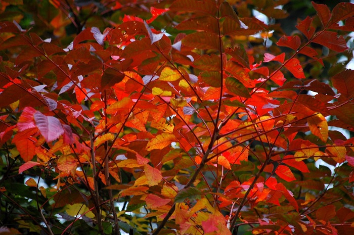 山漆の紅葉が鮮やかに見られ始めた頃でした(2025年9月20日)。