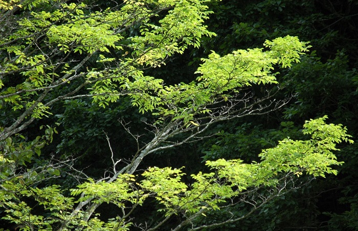 キハダの紅葉は早くから始まり、鮮やかな黄色の紅葉に染まります(2025年9月20日)。