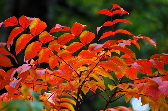 有名な会津漆器(会津塗)の原料でもある漆ですが、紅葉の姿は、本当に綺麗です(2025年10月1日)。