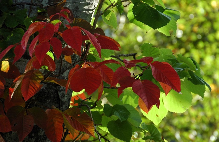 雨の少ない夏でしたが、ツタウルシの輝きからは本当に紅葉の美しさが見られました(2025年10月3日)。