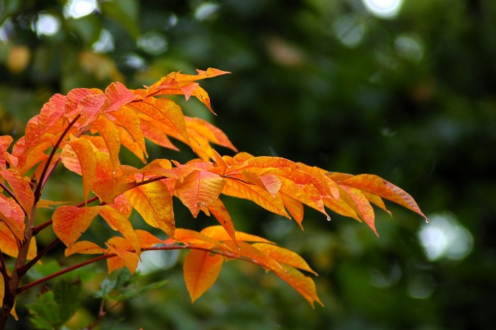 オレンジ色の漆も見事です(2025年10月1日)。