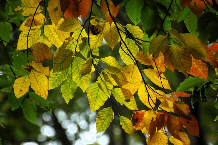 今年は、ブナの木の葉の紅葉が、艶もあり綺麗な秋です(2025年10月8日)。