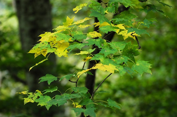 カエデの紅葉が、ようやく見られ始めた頃でした(2025年10月8日)。